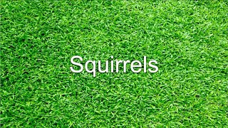 Squirrels Parody of quotGirlsquot by the Beastie Boys [upl. by Lyrad]