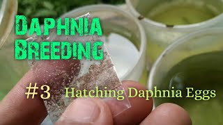 Daphnia Culture made simple and easy 3  Hatching Daphnia eggs [upl. by Nonrev]