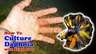 How to Culture Daphnia with ZERO Cost  Unlimited Live Food For Our Fish [upl. by Nyliac17]