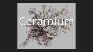 Ceramium [upl. by Koy]