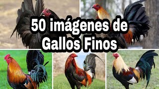 50 IMAGENES DE GALLOS FINOS [upl. by Burleigh]