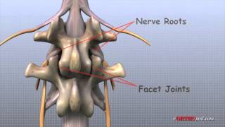 Lage Rug anatomie [upl. by Rilda]