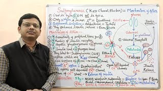 Diabetes Mellitus Part10 Mechanism of Action of Sulfonylurease  Antidiabetic Drugs  Diabetes [upl. by Tarrah]