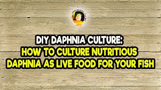 DIY Daphnia Culture How to Culture Nutritious Daphnia as Live Food for Your Fish [upl. by Lemar403]