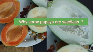 Why some Papaya or few fruits are Seedless ParthenocarpyParthenocarpic Fruits [upl. by Enilram]