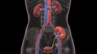 What Is a Kidney Transplant [upl. by Ada610]