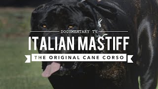 THE ORIGINAL CANE CORSO ITALIAN MASTIFF [upl. by Hsaniva]