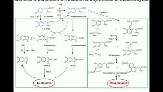 Complete Melanin Biosynthesis Pathway  Eumelanin amp Pheomelanin [upl. by Rheims969]