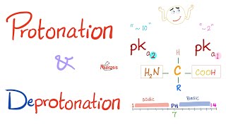 Amino Acids Part 3 pH and Pka  Biochemistry for MCAT DAT NEET [upl. by Trish]