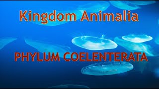 Phylum Cnidaria Coelenterata Characteristics and body forms [upl. by Manus860]