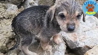 Heartbreaking Video Rescue Abandoned Homeless Puppies [upl. by Bainbrudge]