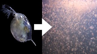 How I Culture Daphnia [upl. by Manthei574]