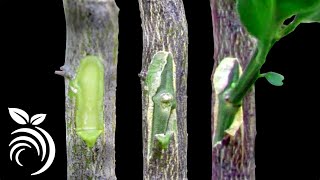 Grafting Citrus Trees  Bud Grafting Successfully [upl. by Ivzt42]