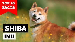 Shiba Inu  Top 10 Facts [upl. by Ahseia]