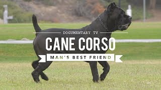 CANE CORSO MANS BEST FRIEND [upl. by Heisel]