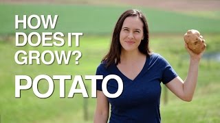 POTATO  How Does it Grow [upl. by Nirraj]