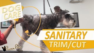 Dog Sanitary  Howto Trim Hair Around Privates [upl. by Halimeda]