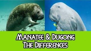 Manatee amp Dugong  The Differences [upl. by Sybila550]