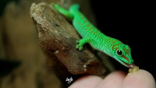 Phelsuma Grandis [upl. by Nellda]