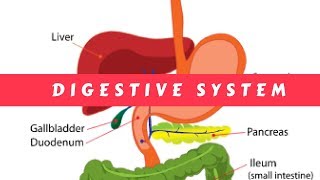 The Digestive System  Simple terms [upl. by Lanod]