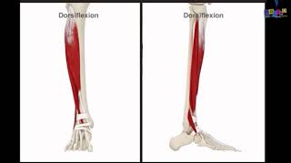 Le membre inférieur  les muscles de la jambe [upl. by Weixel]