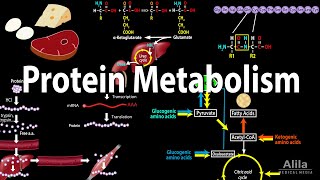 Protein Metabolism Overview Animation [upl. by Ajram]