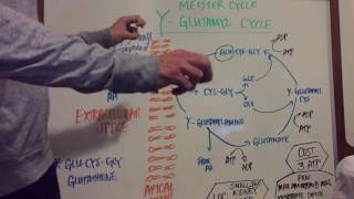 Gamma Glutamyl Pathway Explained [upl. by Enetsuj]