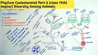 Phyllum Coelenterata Part2 class 11th chapter Diversity Among Animals [upl. by Oilasor]