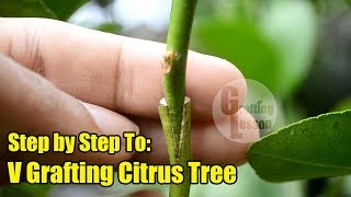 V Grafting Citrus Tree Step by Step [upl. by Kristine]