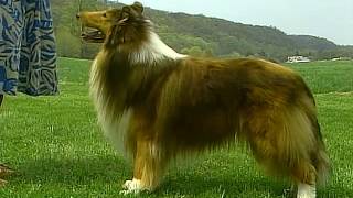 Collie  AKC Dog Breed Series [upl. by Dick]