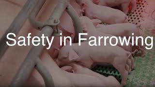 Safety in Farrowing [upl. by Yblek]