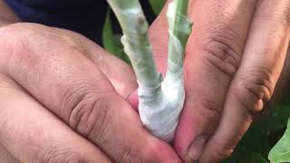 How to Double Graft Avocado Trees [upl. by Latif394]