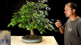 Sick Hornbeam Bonsai Tree’s 3 Year Makeover [upl. by Fadil194]