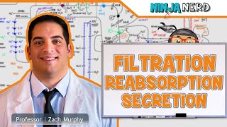 Renal  Filtration Reabsorption and Secretion Overview [upl. by Nomae]