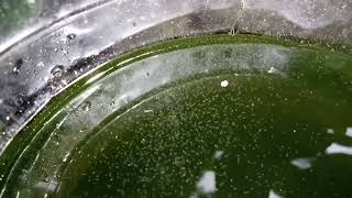 DAPHNIA MOINA CULTURE IN A SMALL BUCKET [upl. by Quickel]