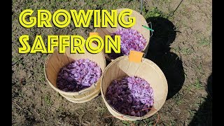 How to Grow Saffron [upl. by Tucker]