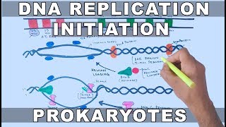 DNA Replication in Prokaryotes  Initiation [upl. by Benjy696]