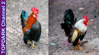 9 Razas de Gallos Pequeños [upl. by Zelde387]