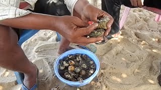 Coral Extraction Process  Emerald Gemstone  Red Coral [upl. by Ahsimaj]