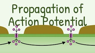 Propagation of Action Potential [upl. by Aikemehs]