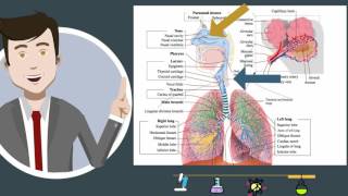 Respiratory Systemparts and function [upl. by Malorie]