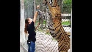 Siberian Tiger  The Largest Cat in the World  Compilation 1 [upl. by Sivat]