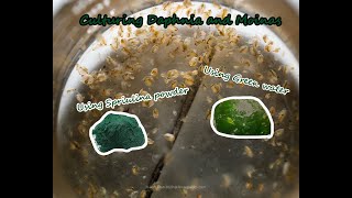 How To Culture Daphnia and Moinas using Green Water Spirulina powder [upl. by Lisetta]