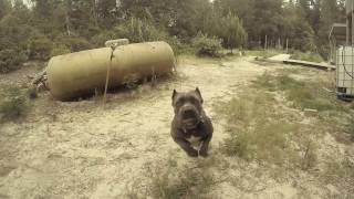 Cane Corso Attack  Dozer Jaws Play [upl. by Monafo171]