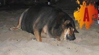 10 Fattest Dogs In The World [upl. by Prady874]