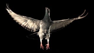 Slow Motion Pigeon Flight  BBC Earth [upl. by Anerahs]