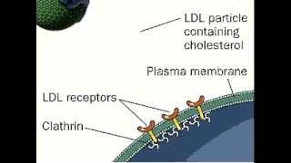 Receptor Mediated Endocytosis  LDL  Low Density Lipoprotein [upl. by Fabrianna6]