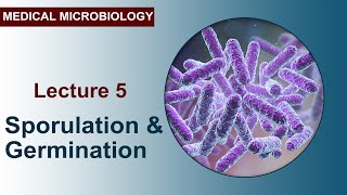 Lecture 5  Sporulation and Germination [upl. by Tony]