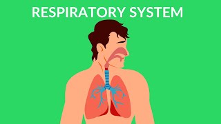 Respiratory System  How we breathe  Video for kids [upl. by Anilasor]