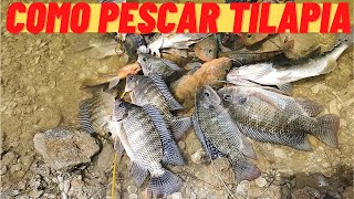 Como Pescar tilapia TUTORIAL DE PESCA DE TILAPIA [upl. by Alohs]